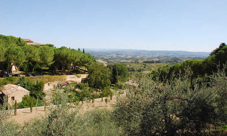 Olivos en la Toscana