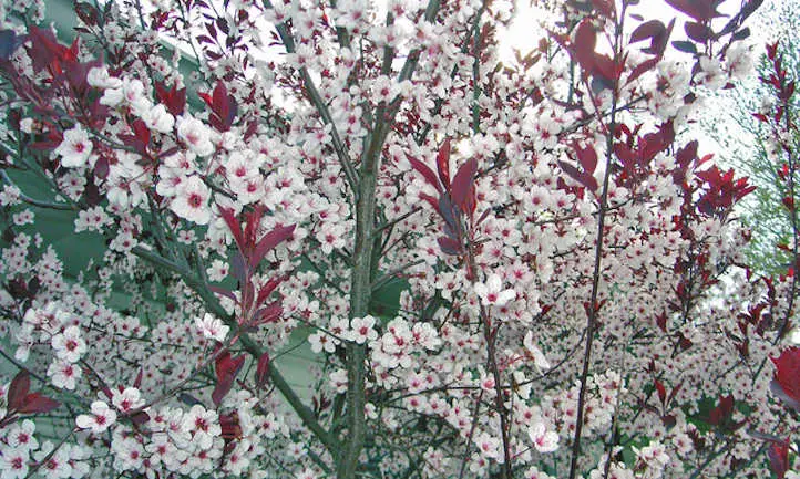 Prunus atropurpurea