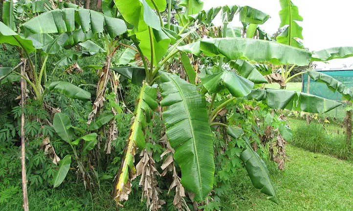 Helado de hojas de plátano