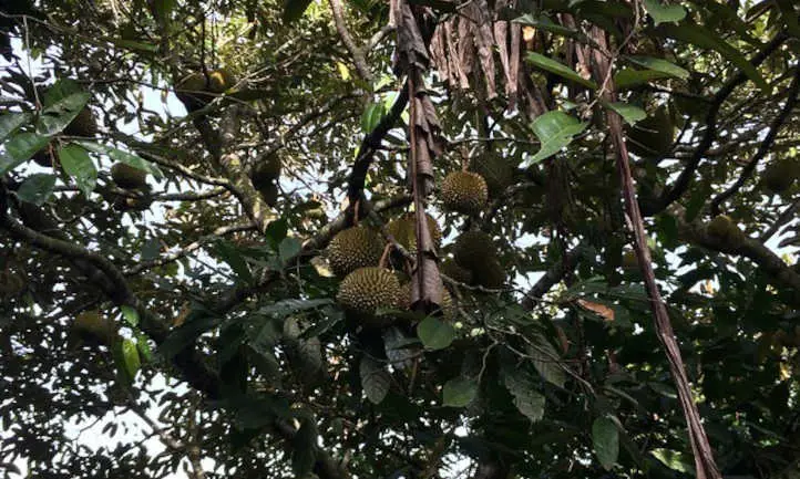 Fruta madura en el árbol