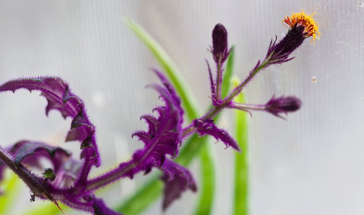 La flor de gynura aurantiaca: ¡quítelas porque huelen fatal!