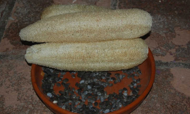 Luffa cylindrica