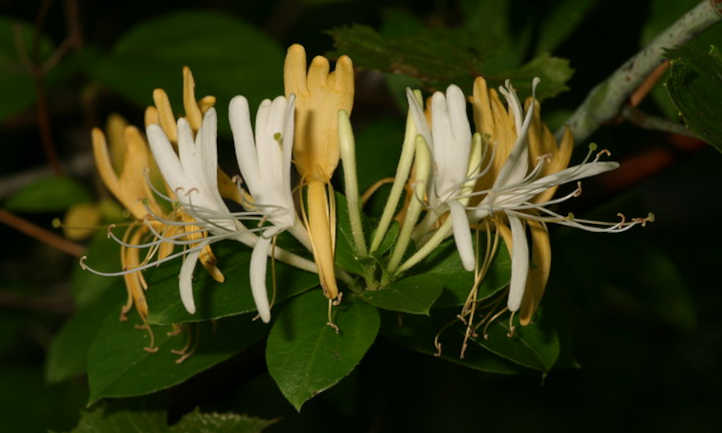 Lonicera japonica flores cerradas en la noche