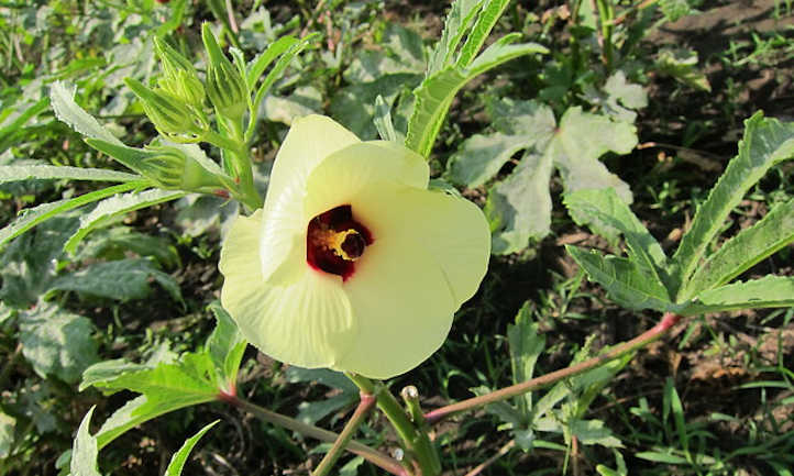Flor de quimbombó