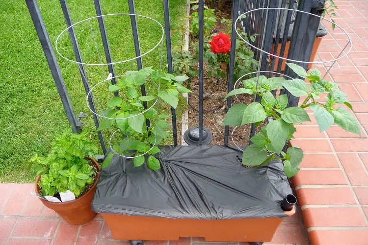 Tomatillos en jardín de contenedores