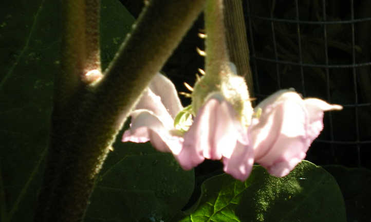 flor de berenjena