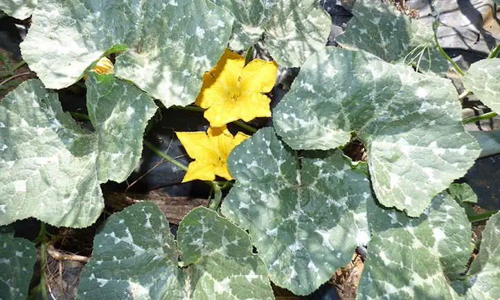 Oídio en hojas de calabaza