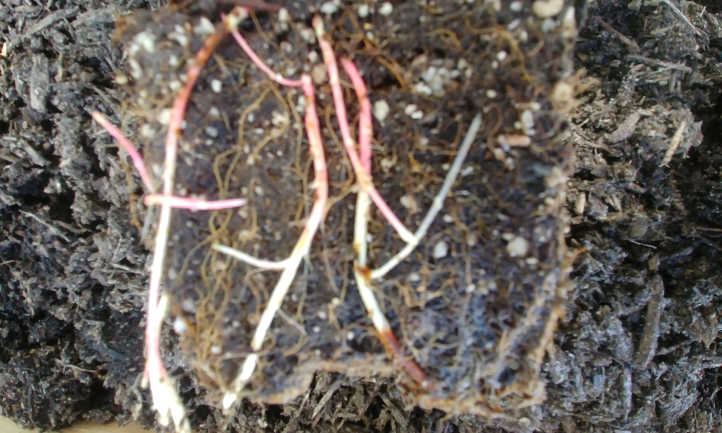 raíces de arándano rojo