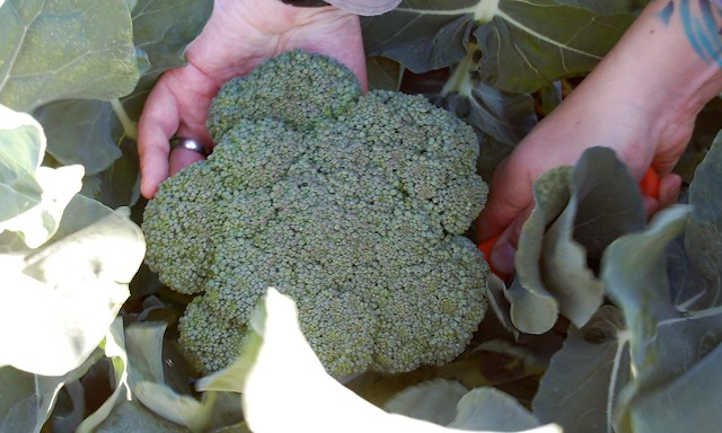 brócoli en crecimiento