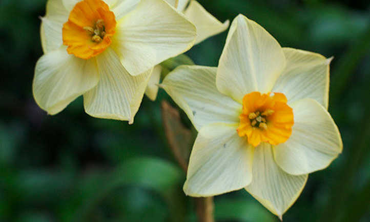 Dos flores de narciso