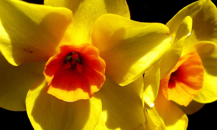Flor de narciso de corona corta