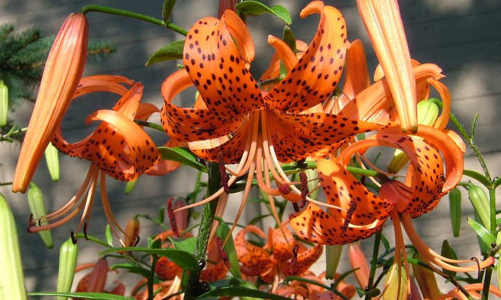 Tiger Lily: Cultivo de Lilium Lancifolium - Flor Figueroa