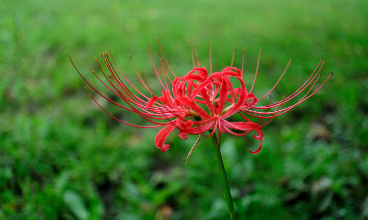 flor higanbana