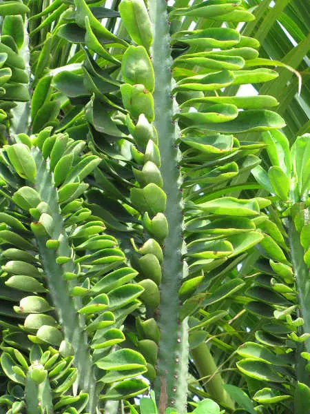 hojas de euforbia neriifolia