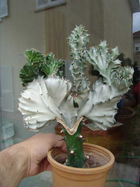Cactus de coral que muestra una articulación de injerto