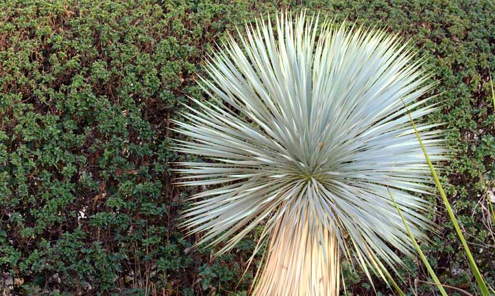 Yucca rostrata crece enorme