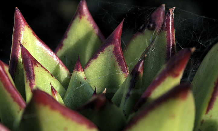 Vista lateral de las puntas de las hojas