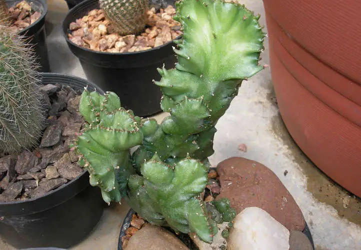 La planta completa de Euphorbia lactea Cristata