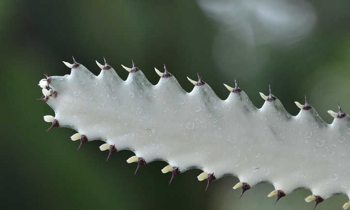Euphorbia lactea fantasma gris