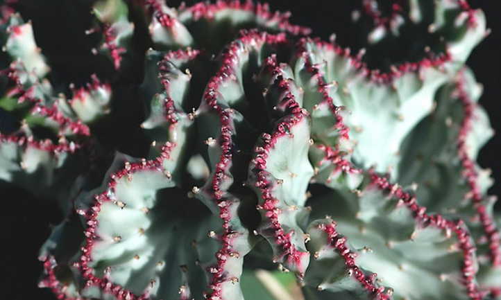 Cresta de Euphorbia lactea cristata