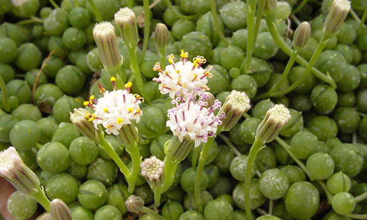 Senecio rowleyanus flores