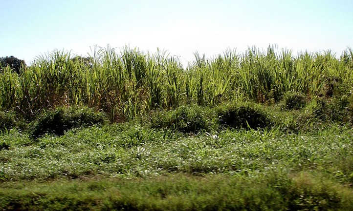 Vista lateral de los campos de caña de azúcar