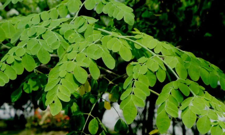 hojas de moringa