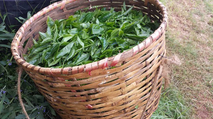 Cosecha de hojas de té