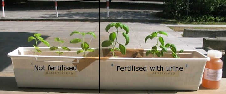 Fertilización con orina vs no fecundación