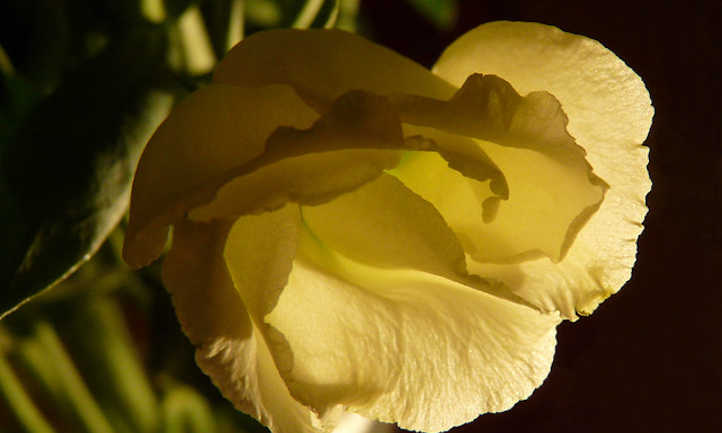 Lisianthus amarillo