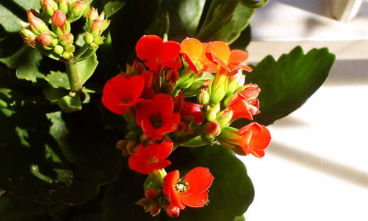 Kalanchoe de floristería roja