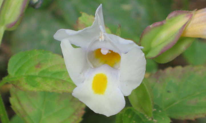 Flor de espoleta blanca