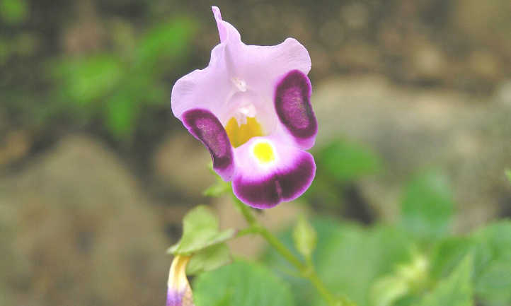 flor de payaso