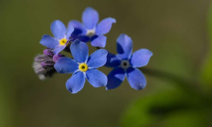 Flores de nomeolvides azul profundo