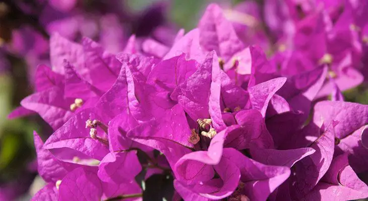 Flor de verano buganvilla