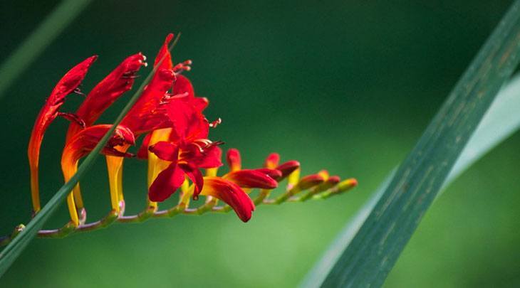 Crocosmia Flor de verano