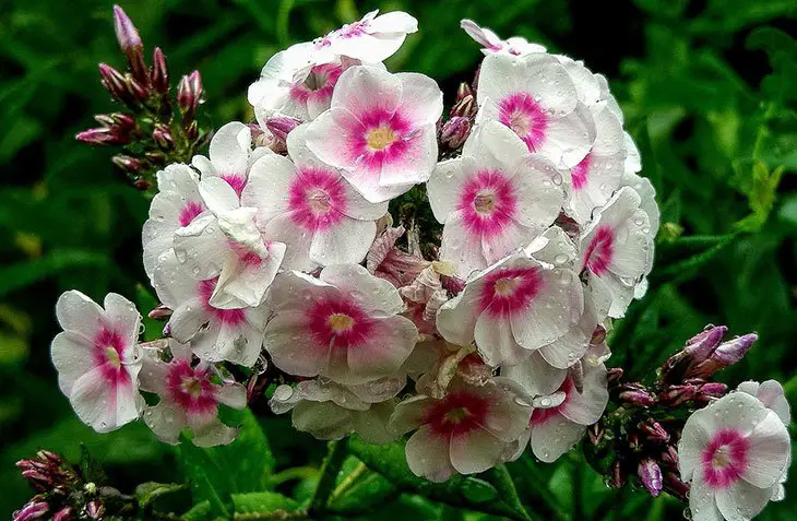 Flox rosa y blanco Flor de verano