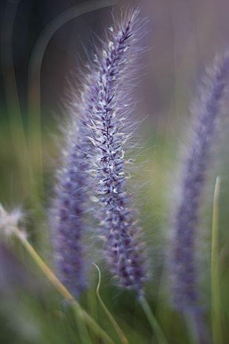 fuente púrpura hierba verano flor