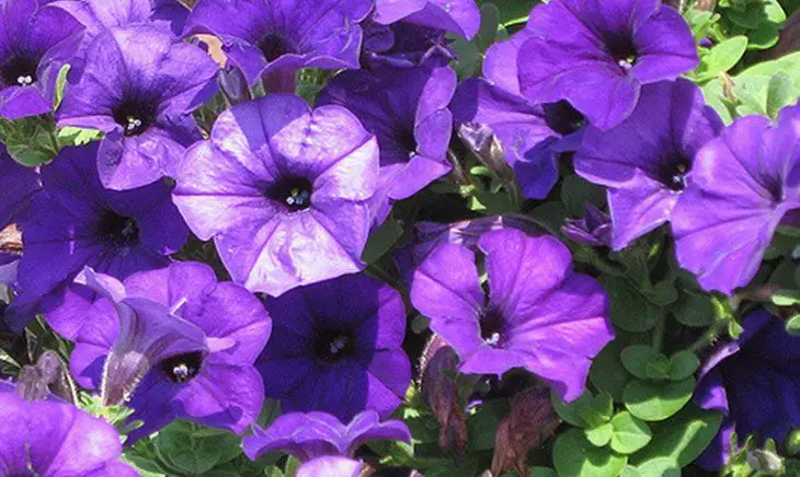 Flor de verano de petunia de onda púrpura