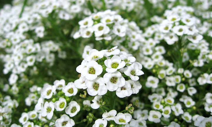 Flores blancas de aliso