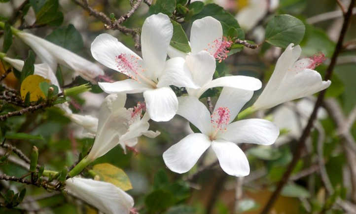 hibisco arnottianus