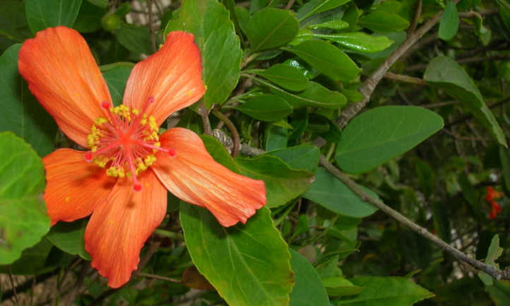 Hibisco kokio subsp saintjohnianus