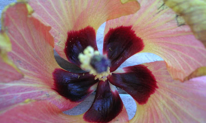 hibisco tiliaceus