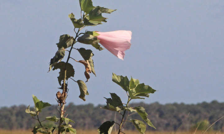hibisco grandiflorus