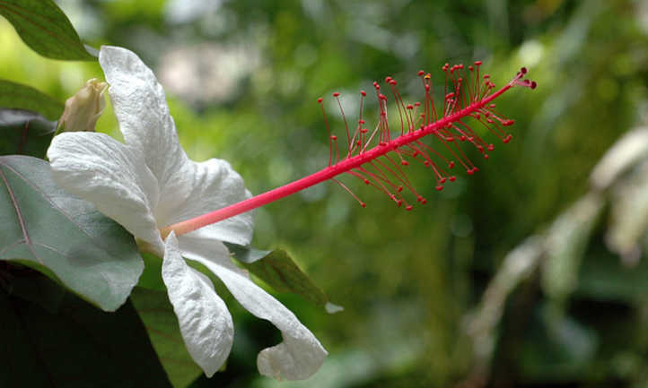 hibisco arnottianus