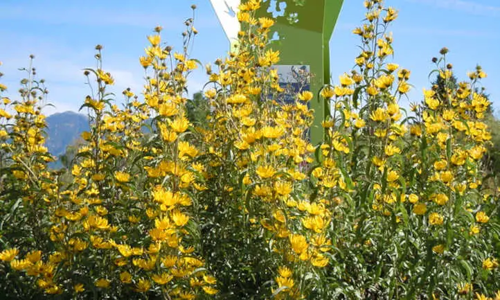 Los girasoles son anuales o perennes? - Flor Figueroa