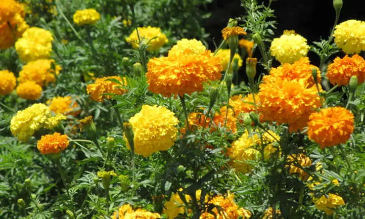 16 flores que parecen girasoles - Flor Figueroa