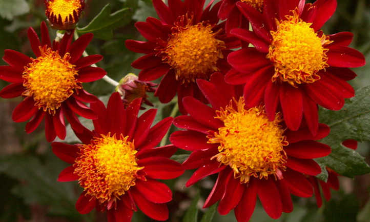 16 flores que parecen girasoles - Flor Figueroa