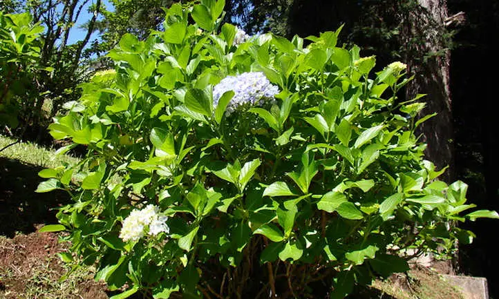Hortensia macrophylla