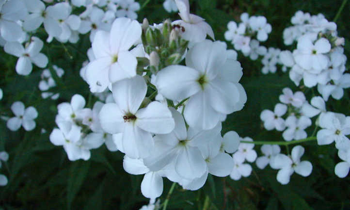 Hesperis matronalis flores blancas